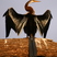 Darter